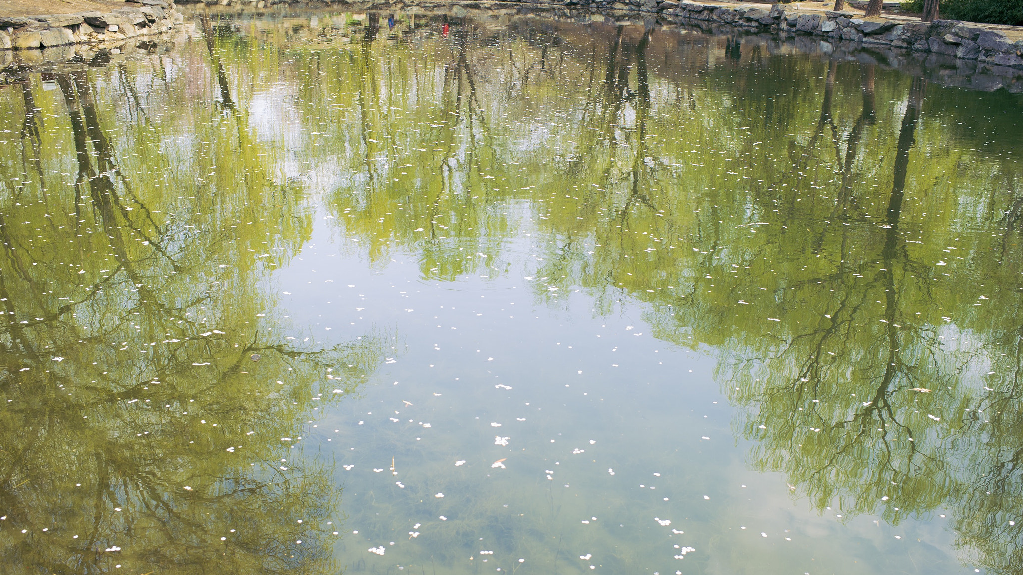Nikon D3S + Nikon AF-S Nikkor 35mm F1.4G sample photo. 春桃花2 photography