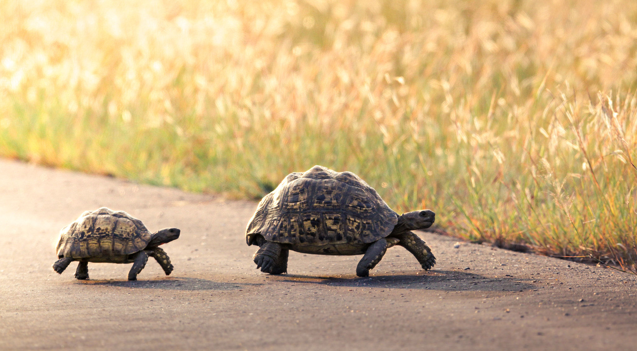 Canon EF 400mm F2.8L IS II USM sample photo. Leopard tortoise photography