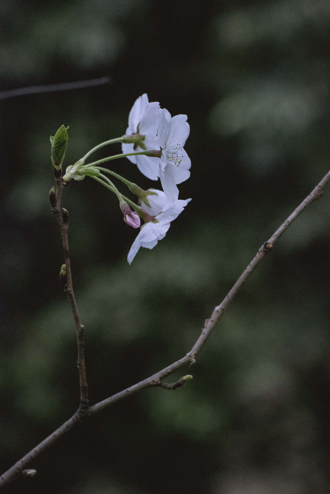 Nikon D80 sample photo