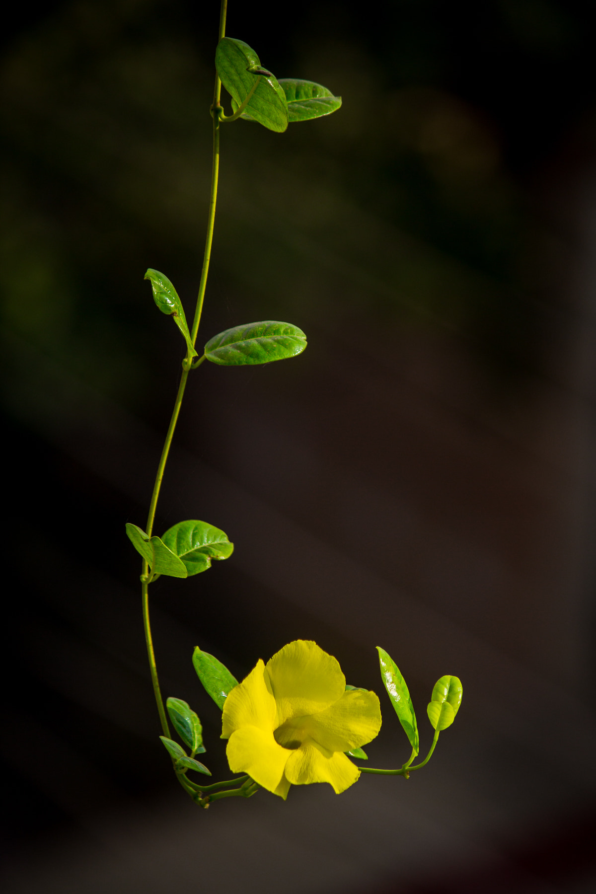 Canon EOS 650D (EOS Rebel T4i / EOS Kiss X6i) sample photo. () photography