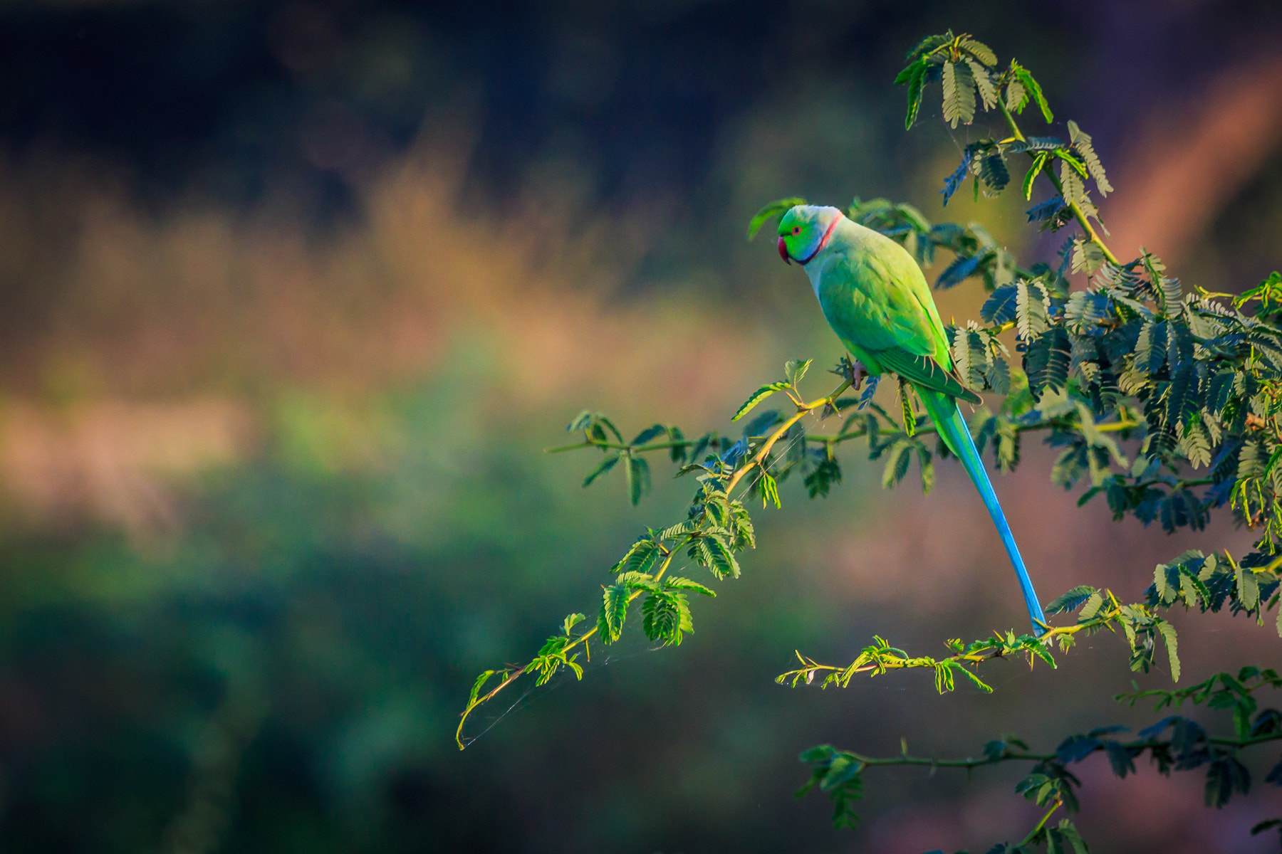 Canon EF 100-400mm F4.5-5.6L IS USM sample photo. () photography