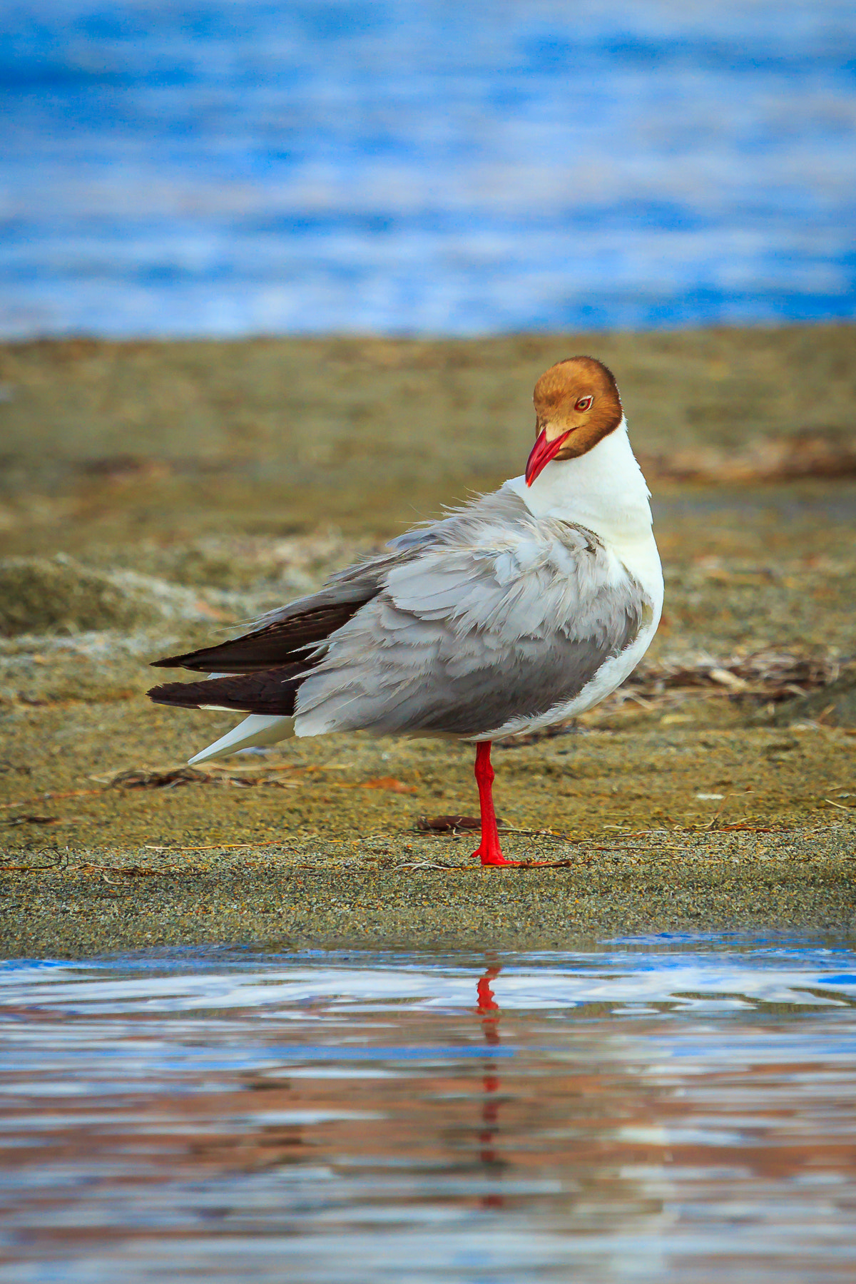 Canon EF 100-400mm F4.5-5.6L IS USM sample photo. () photography