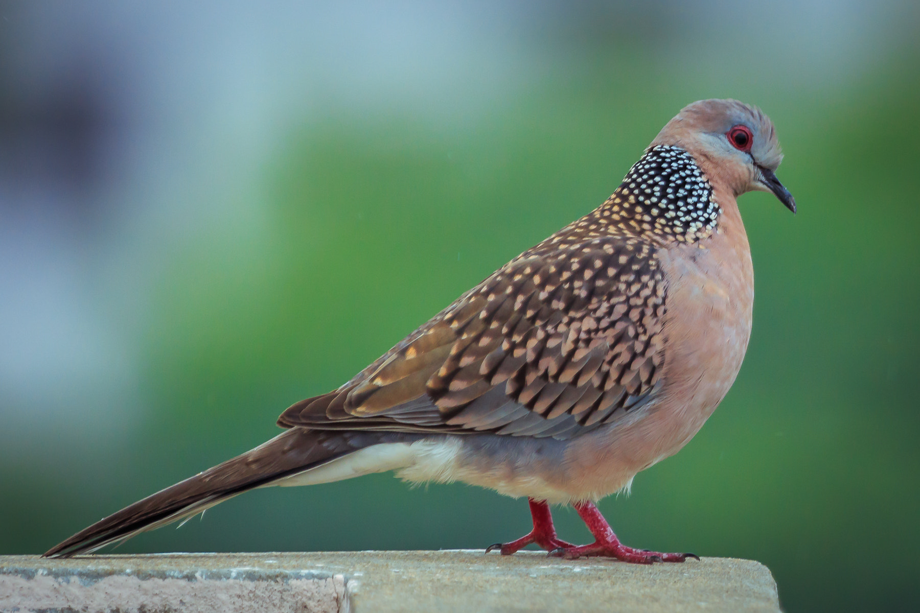 Canon EF 100-400mm F4.5-5.6L IS USM sample photo. () photography