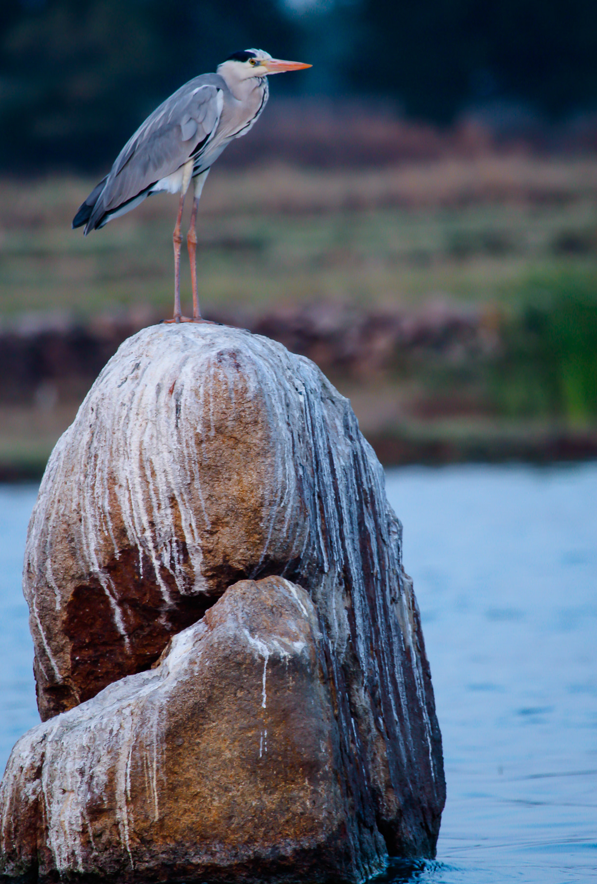 Canon EOS 650D (EOS Rebel T4i / EOS Kiss X6i) + Canon EF 100-400mm F4.5-5.6L IS USM sample photo. () photography