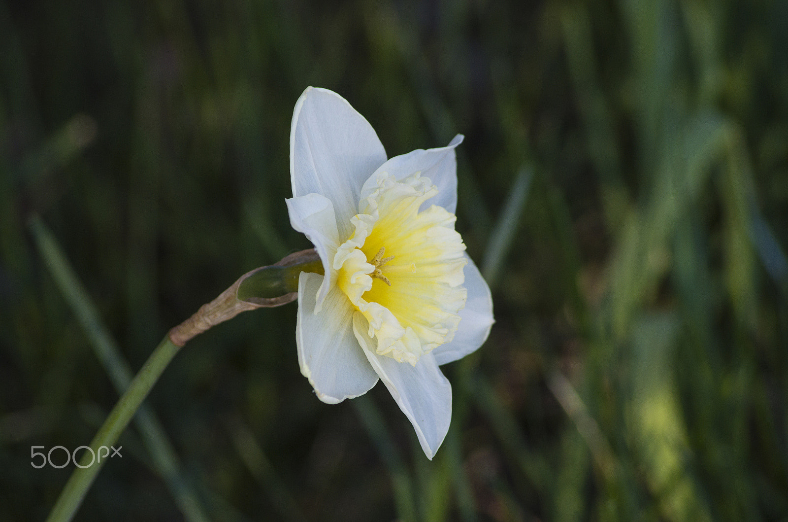 Pentax K-30 sample photo. First daffodil of spring. photography