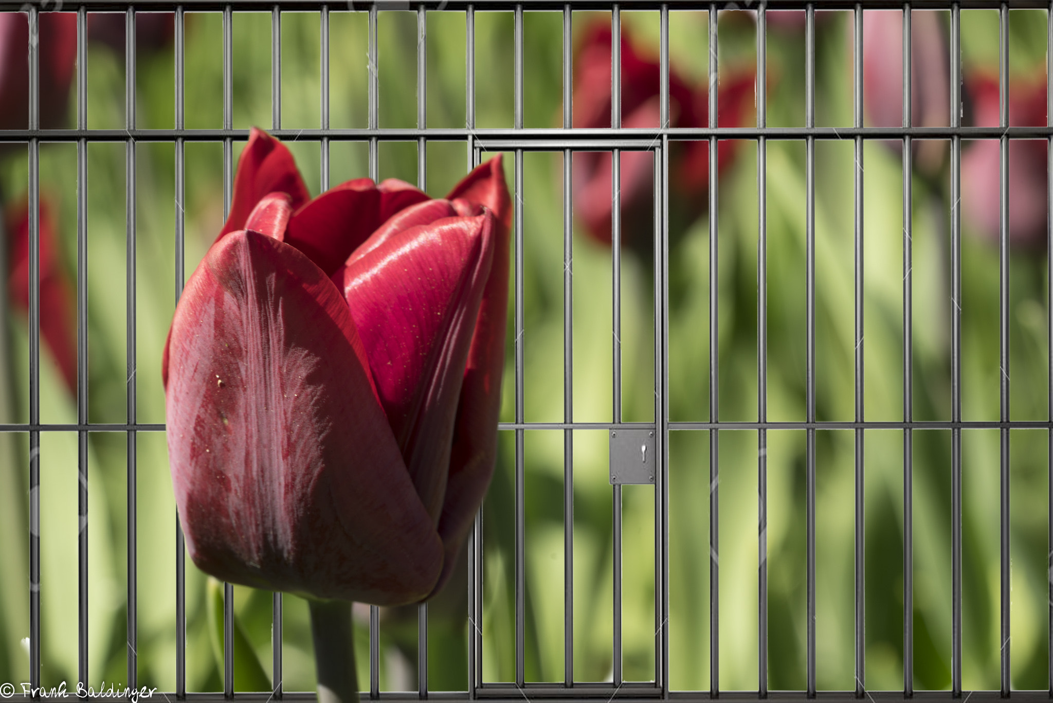 Sony a7R sample photo. Tulips freedom photography