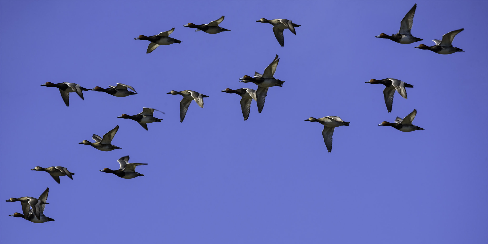 Nikon D750 sample photo. Flock of redhead ducks in flight photography