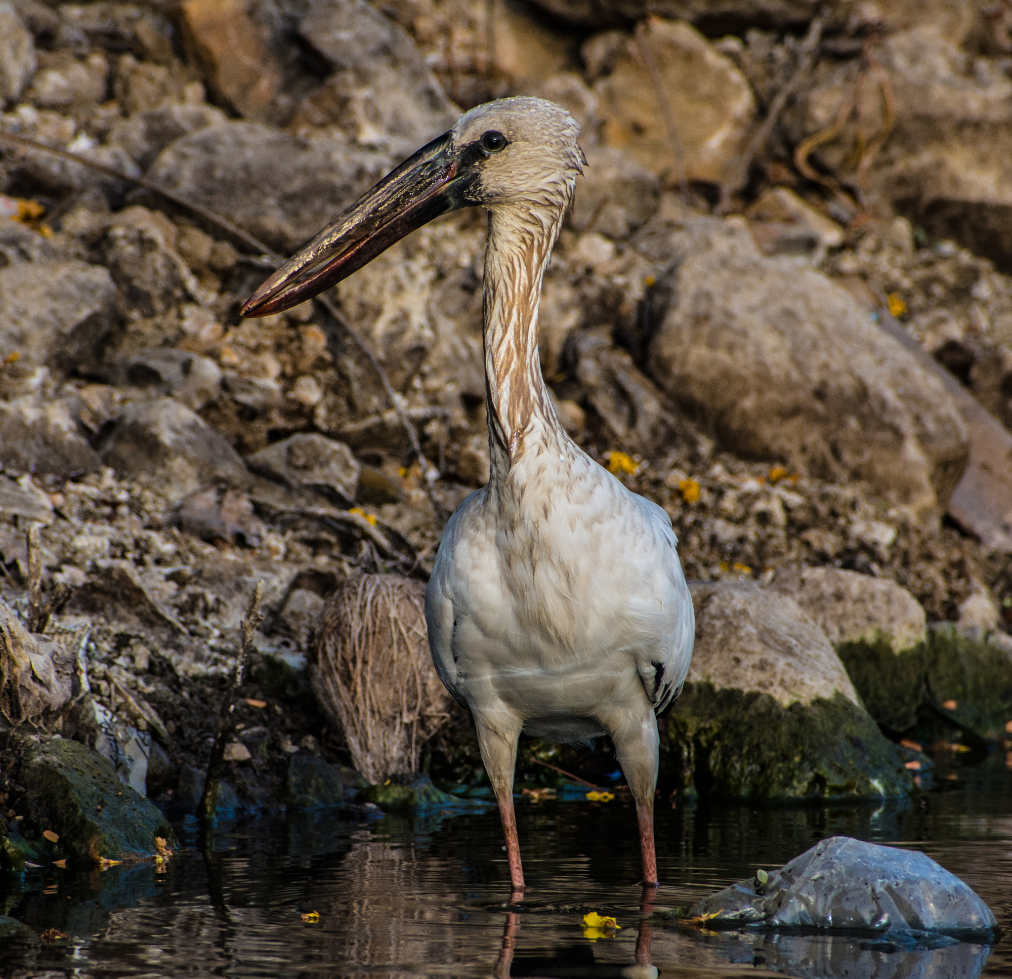 Nikon D7200 sample photo. What a bird! photography