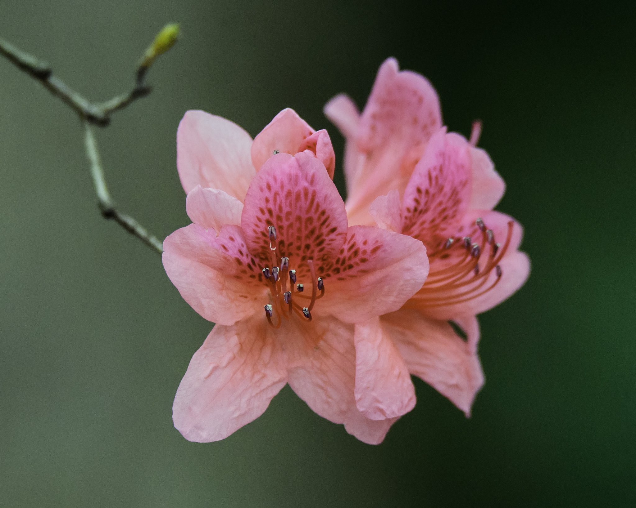 Nikon D750 sample photo. Azalea blooms on a green background photography