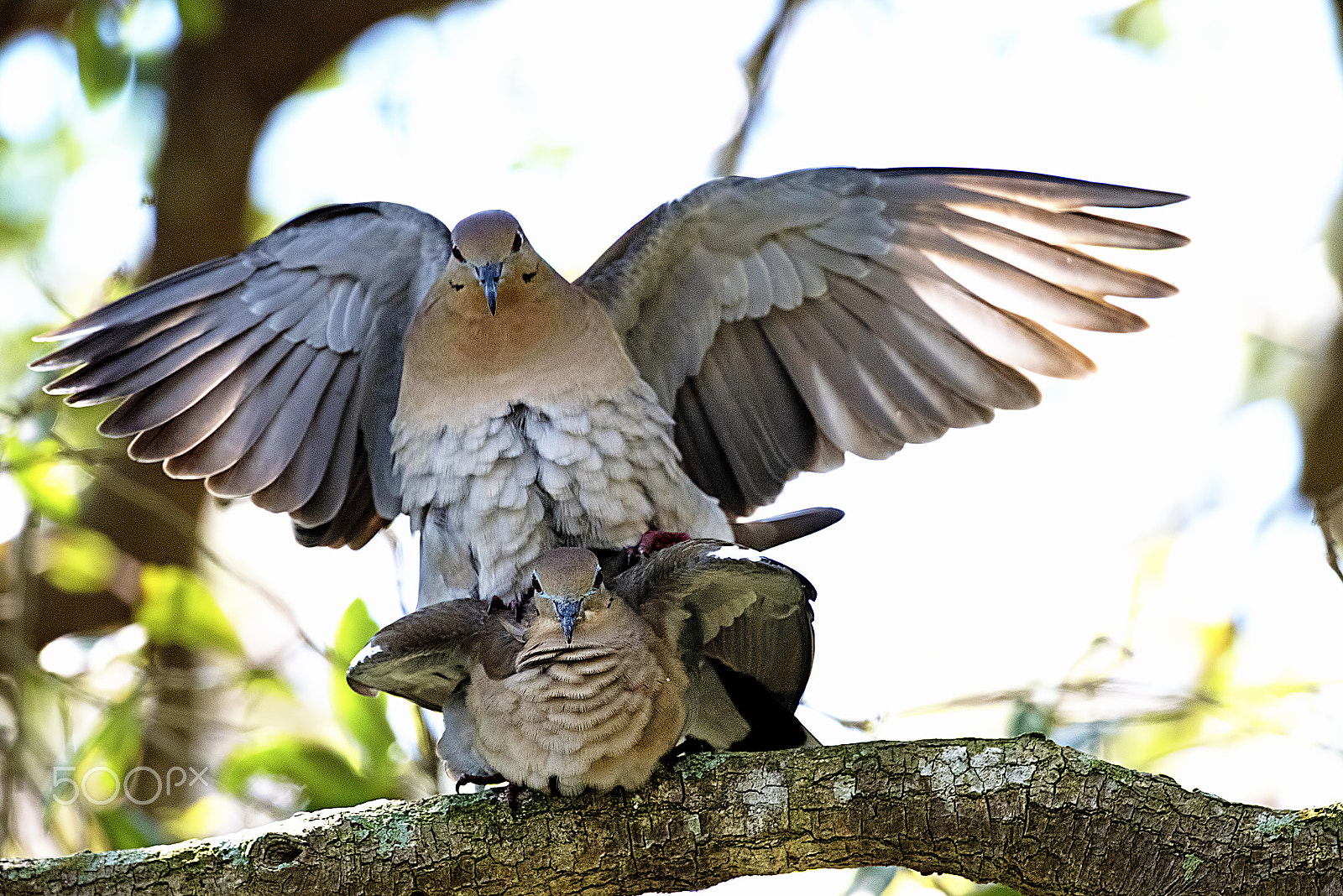 Nikon D810 sample photo. Love e dove e photography