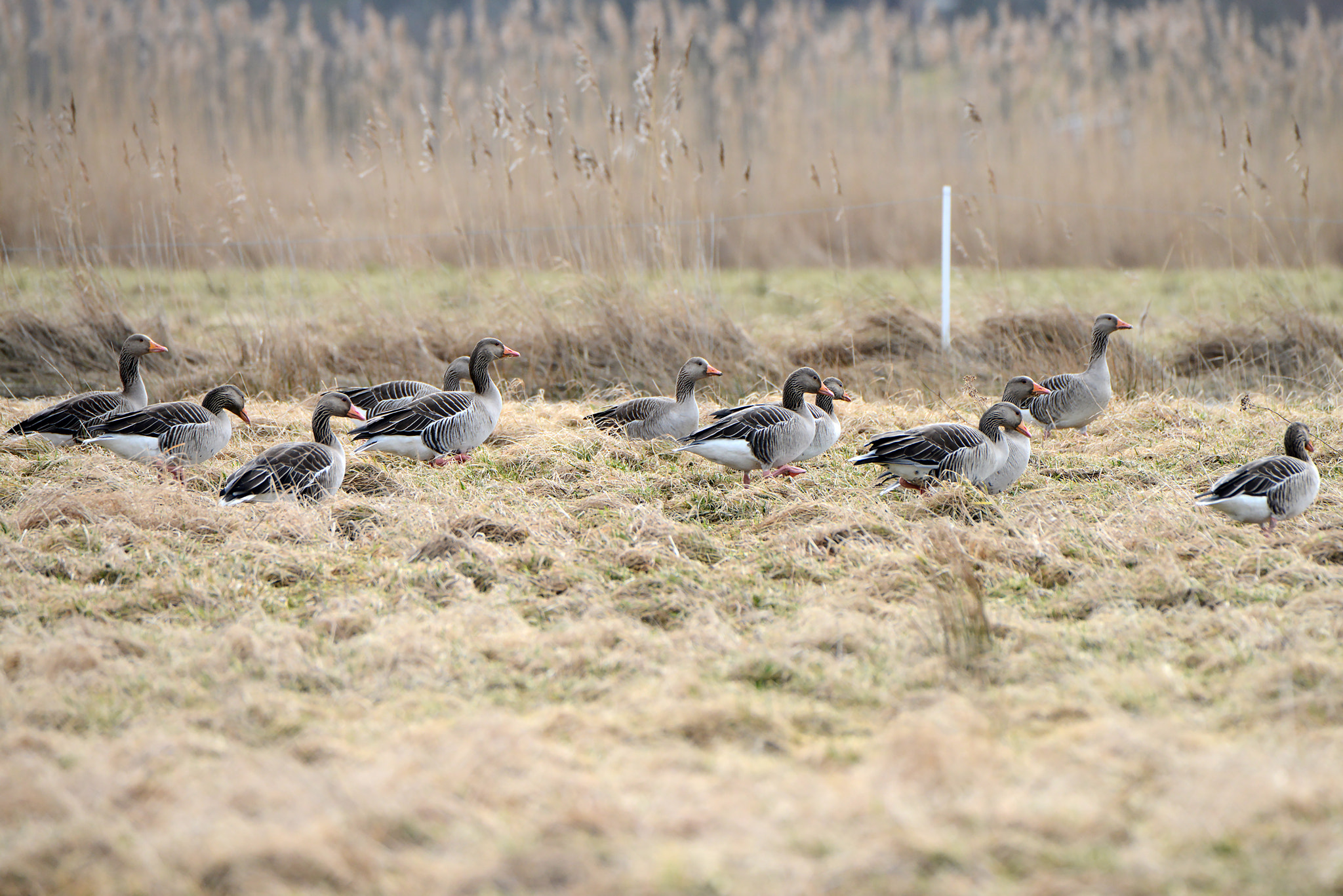 Nikon D800 sample photo. Greylag geese photography