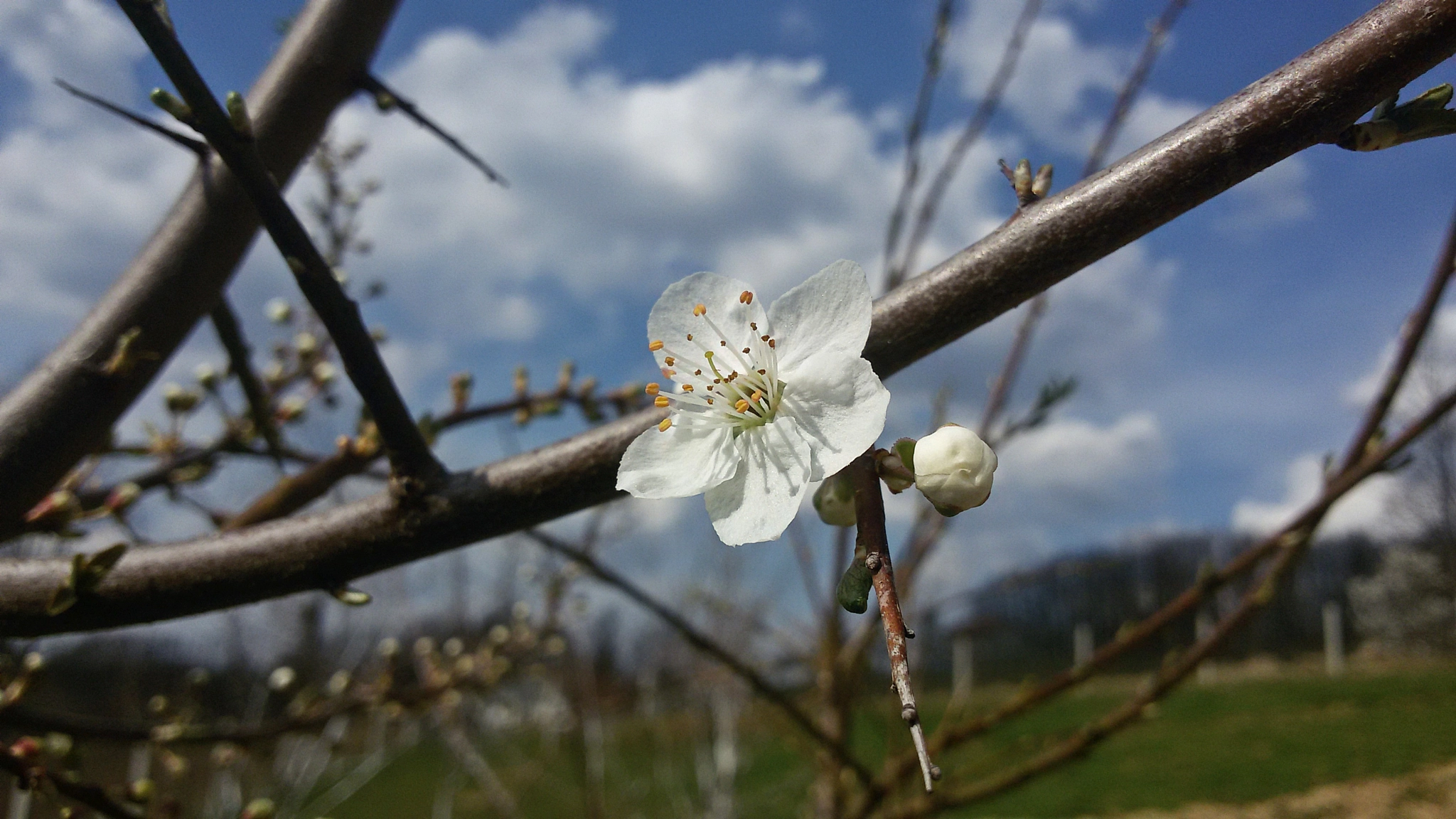 Samsung Galaxy S3 Neo sample photo. Bourgeon photography