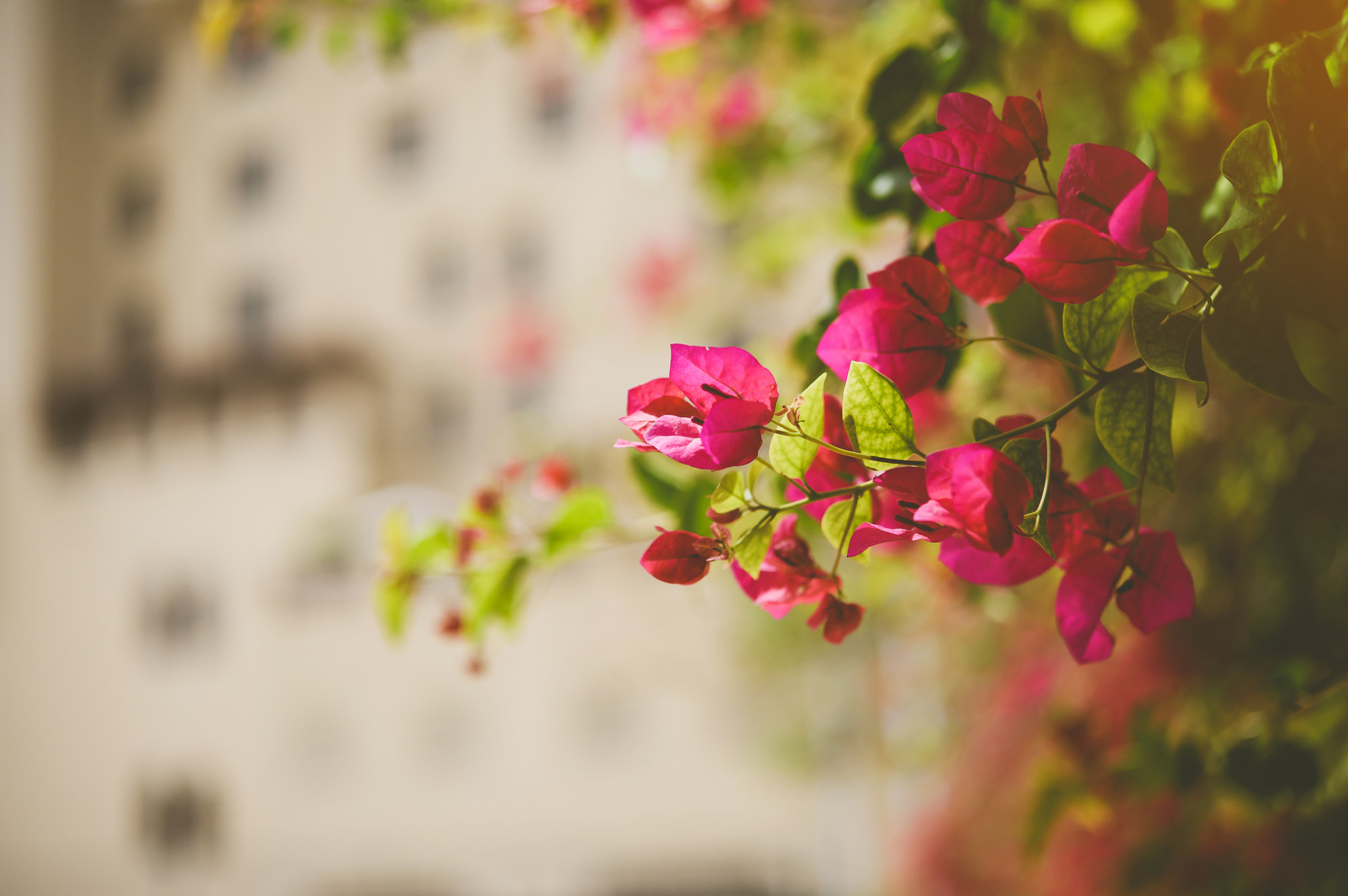 Nikon AF-S Micro-Nikkor 60mm F2.8G ED sample photo. Nostalgia... photography