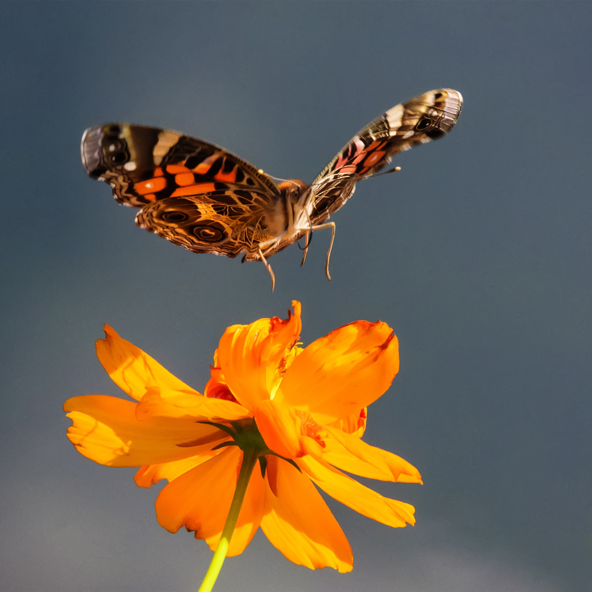 Nikon D750 sample photo. American lady butterfly lands on cosmos flower photography