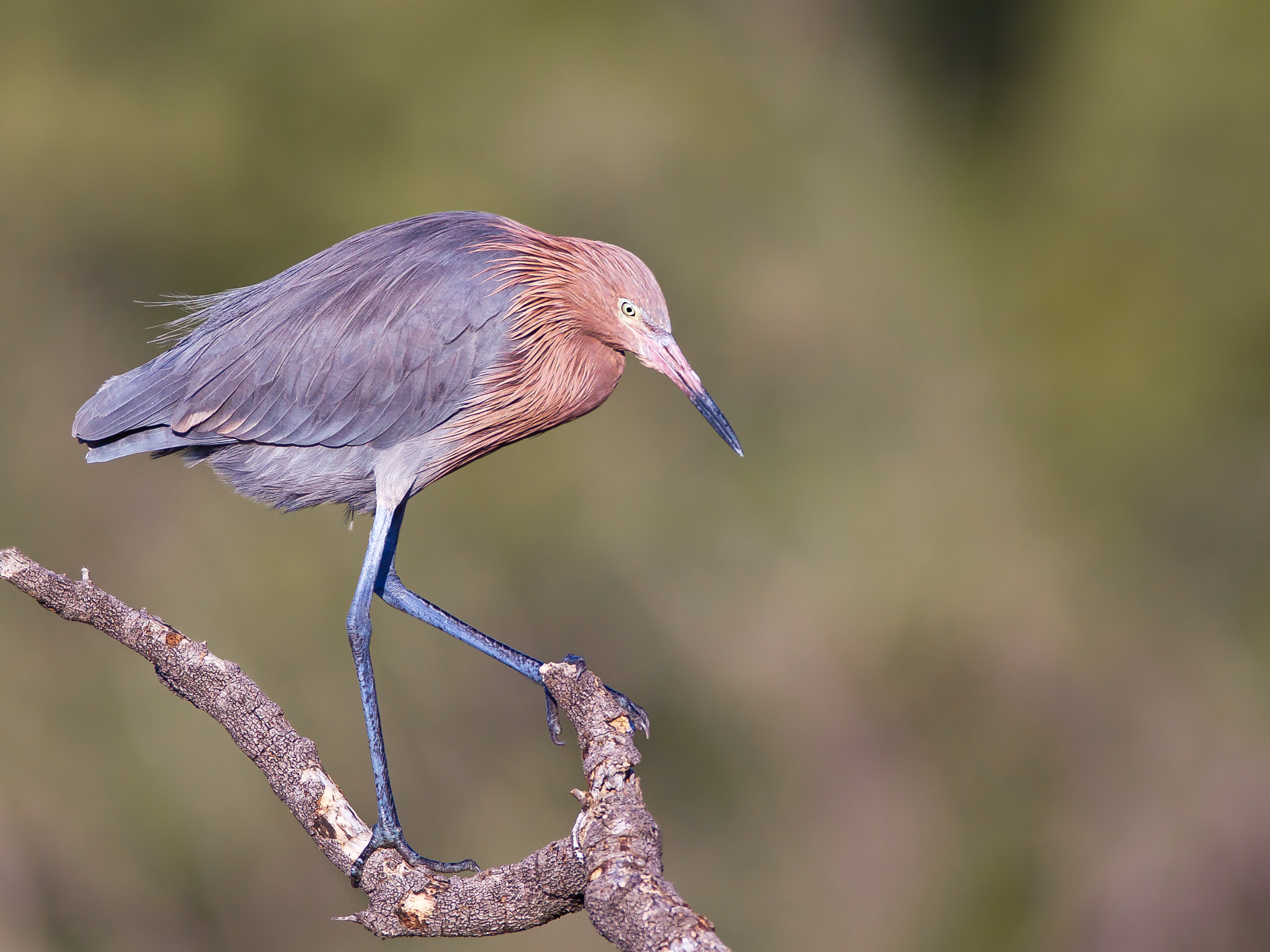 Canon EOS-1D Mark IV sample photo. Reddish egret key largo photography