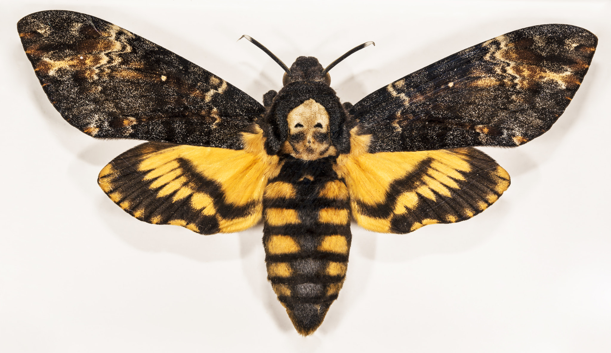Sigma 105mm F2.8 EX DG OS HSM sample photo. Acherontia atropos photography
