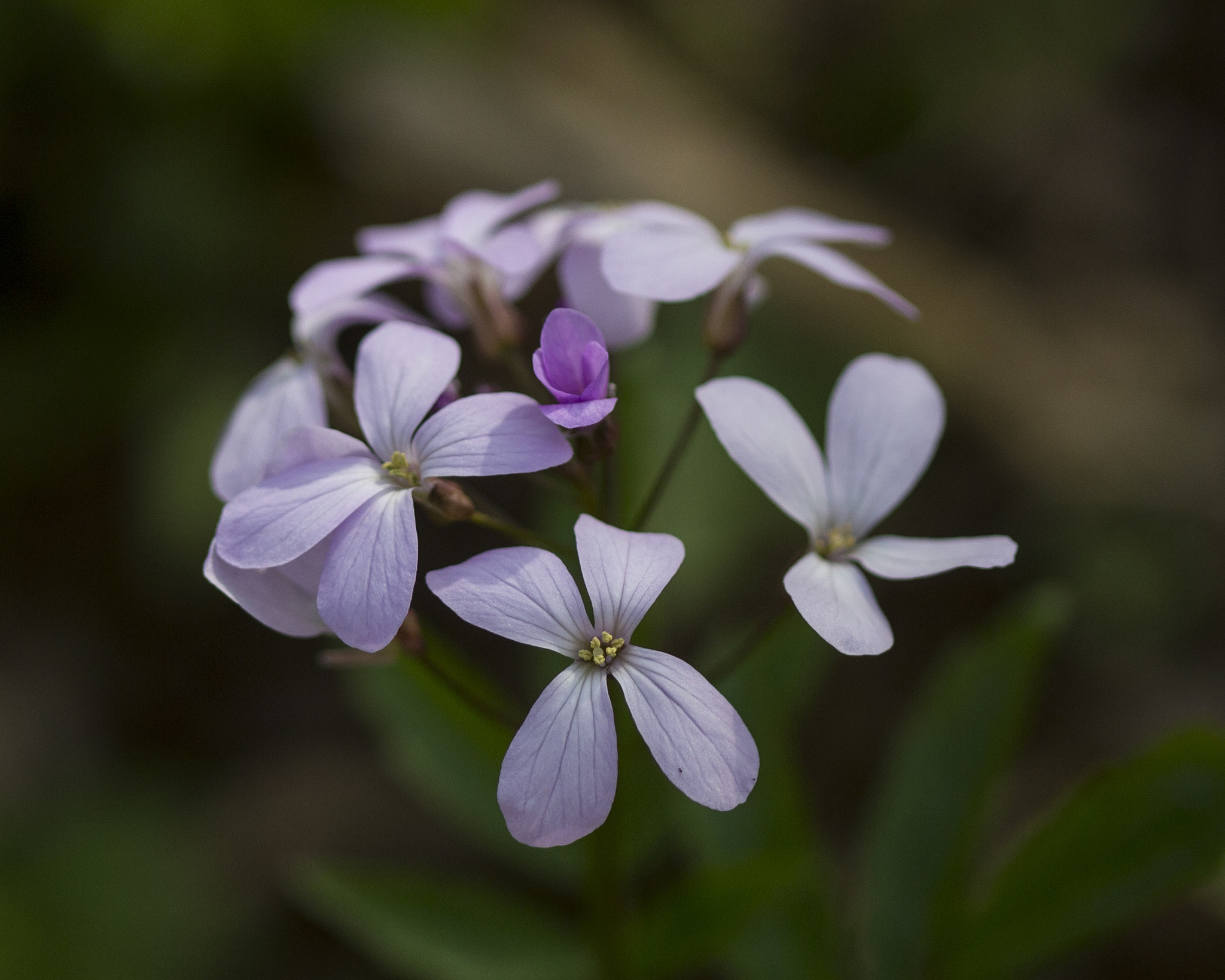 Canon EF 100mm F2.8 Macro USM sample photo. Img photography