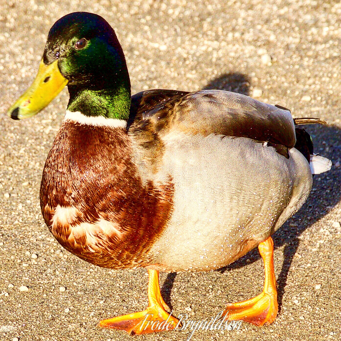 Canon EOS 7D Mark II sample photo. A duck is enjoying the sun. spring is coming :-) photography