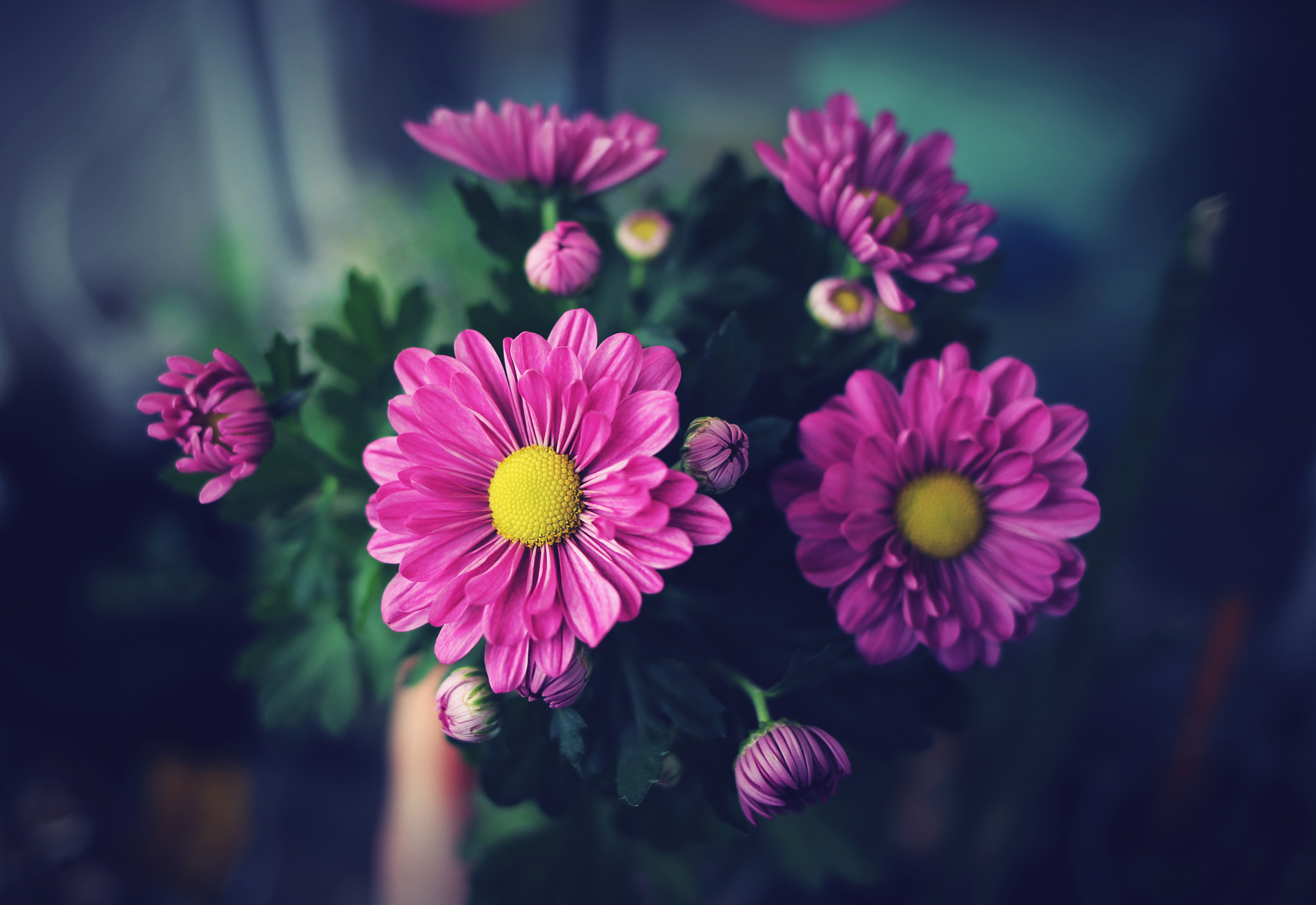 Canon EF 35mm F2 IS USM sample photo. First flowers 2017 photography