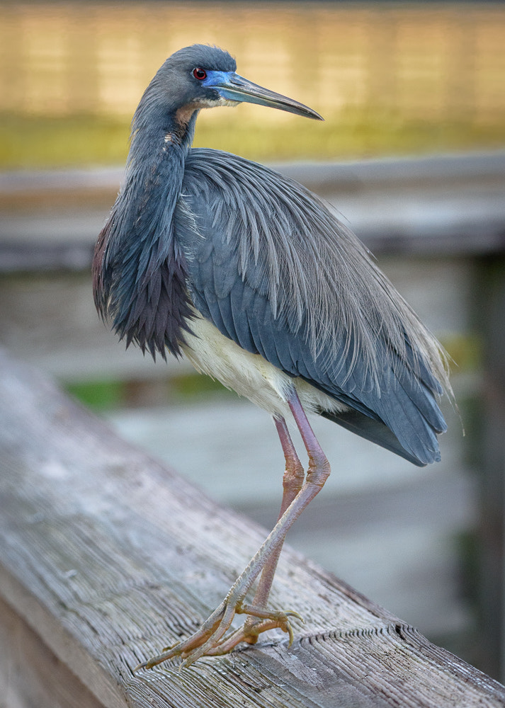 Nikon D810 sample photo. Little blue heron, green cay wetlands, florida photography