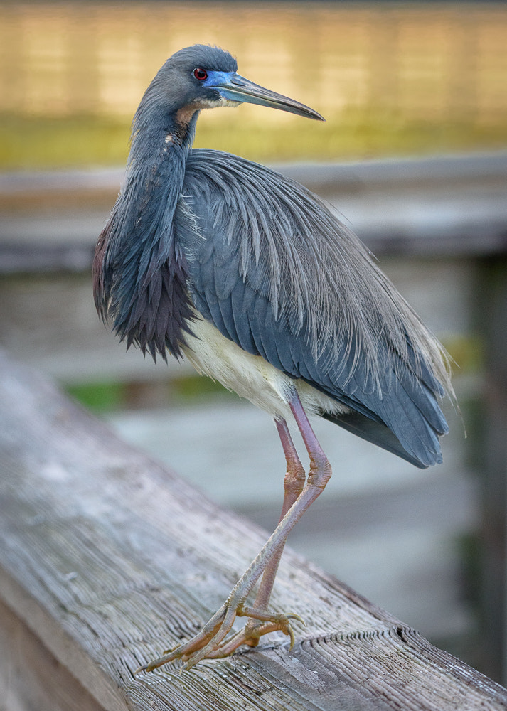 Nikon D810 + Sigma 50mm F2.8 EX DG Macro sample photo. Little blue heron, green cay wetlands, florida photography