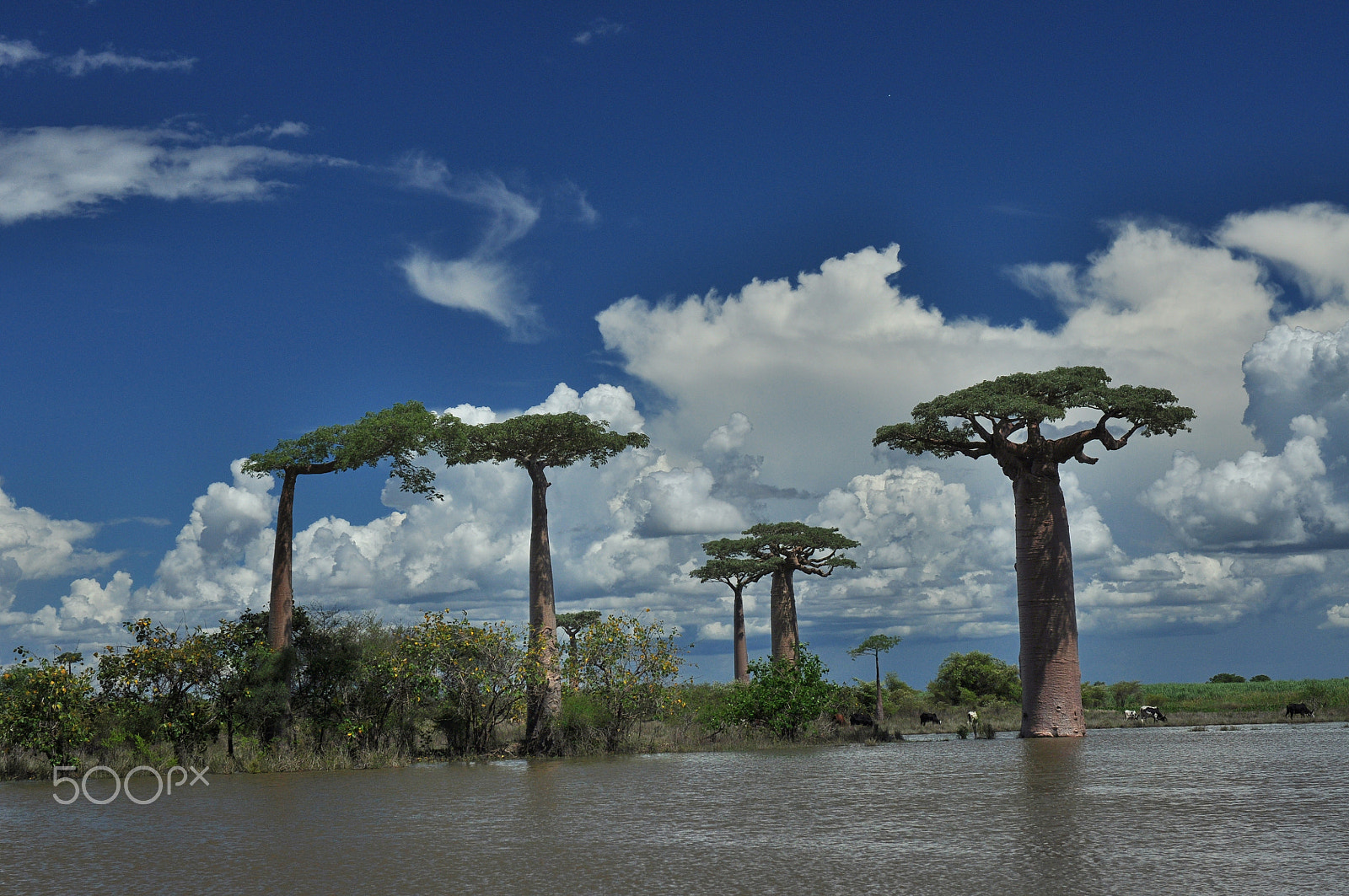 Nikon D90 + Nikon AF-S Nikkor 24-70mm F2.8G ED sample photo. Madagascar baobab tree.jpg photography