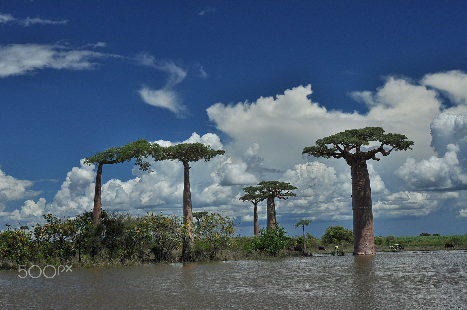 Nikon AF-S Nikkor 24-70mm F2.8G ED sample photo. Madagascar baobab tree.jpg photography