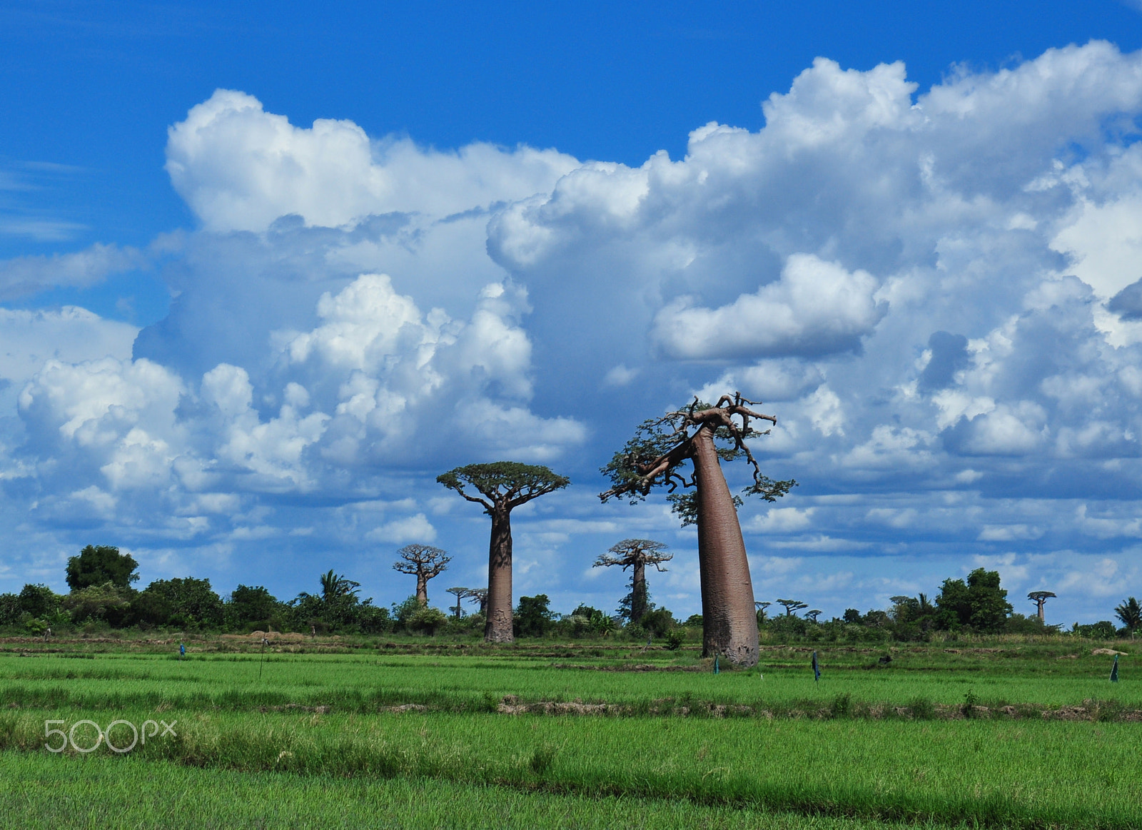 Nikon AF-S Nikkor 24-70mm F2.8G ED sample photo. 馬達加斯加猴麵包樹大道 madagascar baobab photography