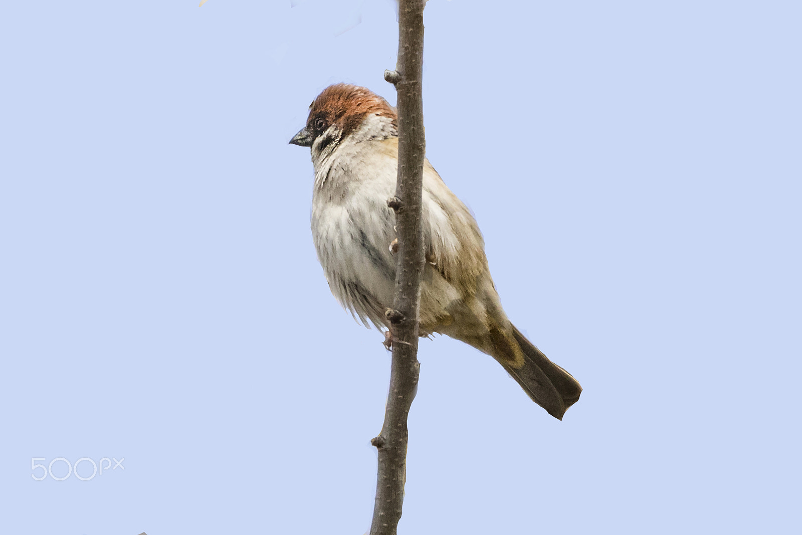 Nikon D810 sample photo. Hoary redpoll/carduelis hornemannie exilipes photography