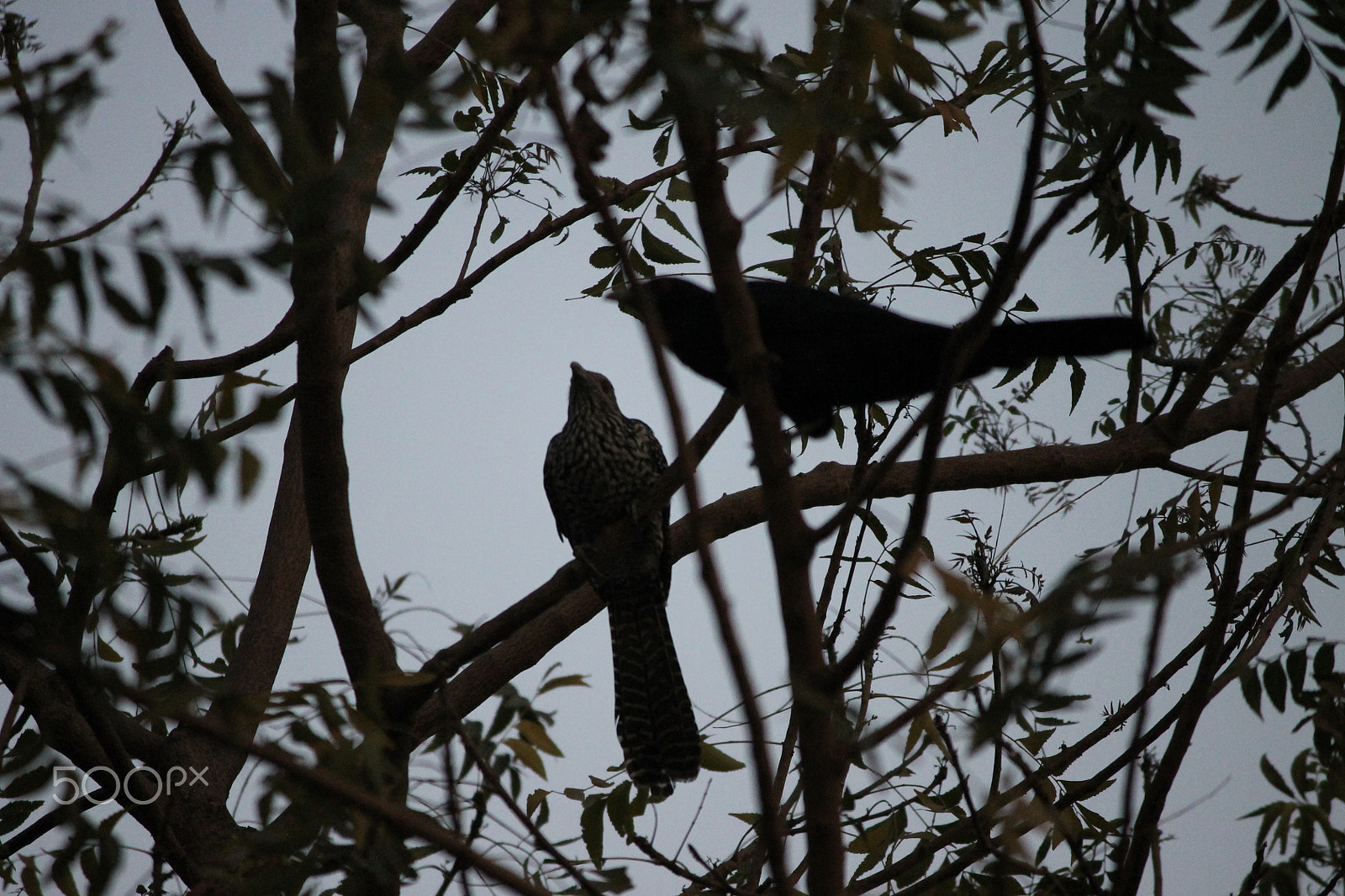 Canon EOS 1100D (EOS Rebel T3 / EOS Kiss X50) sample photo. Singing birds photography