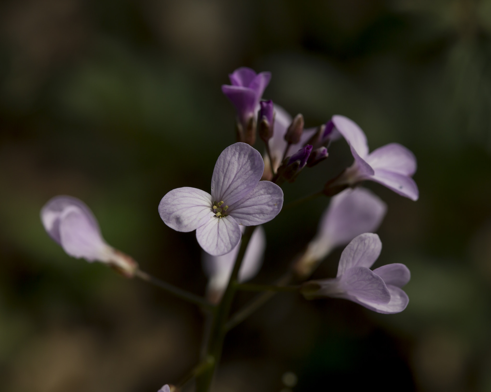 Canon EF 100mm F2.8 Macro USM sample photo. Img photography