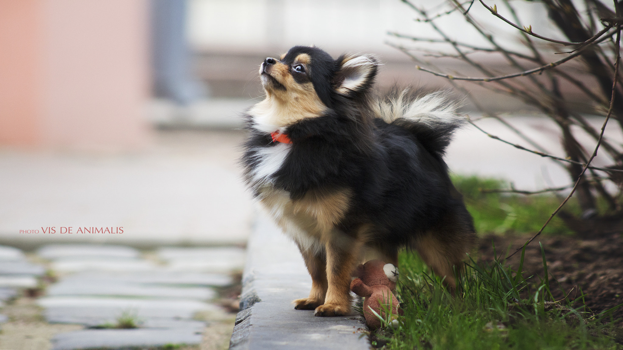 Canon EF 75-300mm f/4-5.6 USM sample photo. Waiting photography