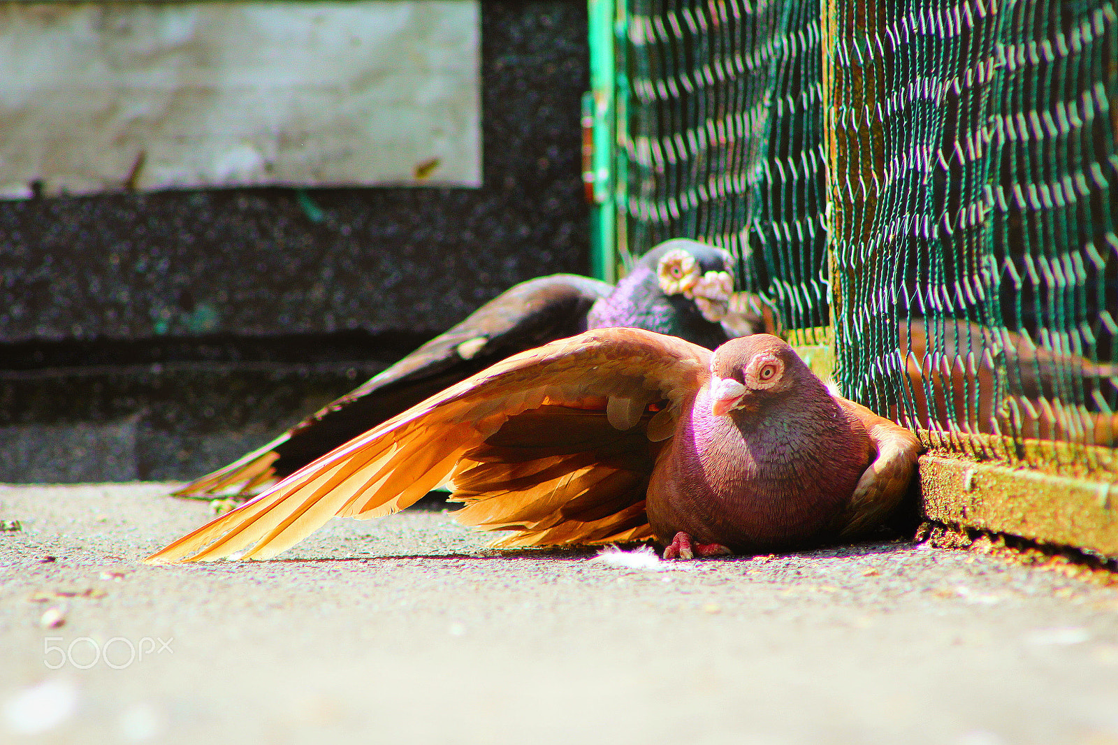 Canon EF 75-300mm f/4-5.6 USM sample photo. Pigeons everywhere photography