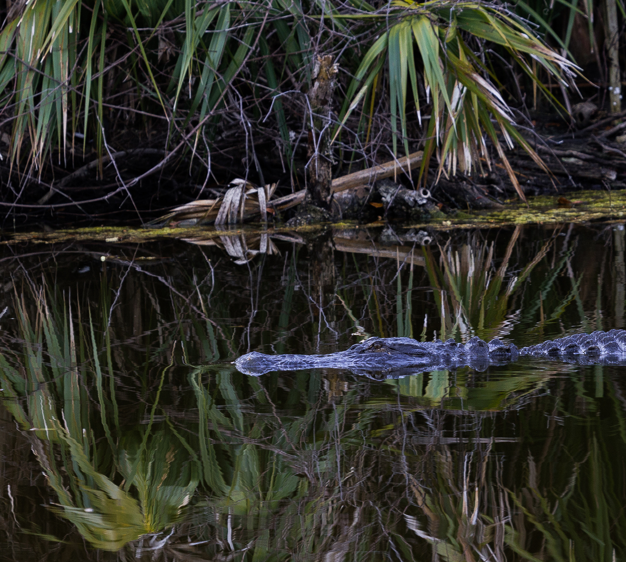 Canon EOS 6D + Canon EF 100-400mm F4.5-5.6L IS USM sample photo. Quietly dangerous photography