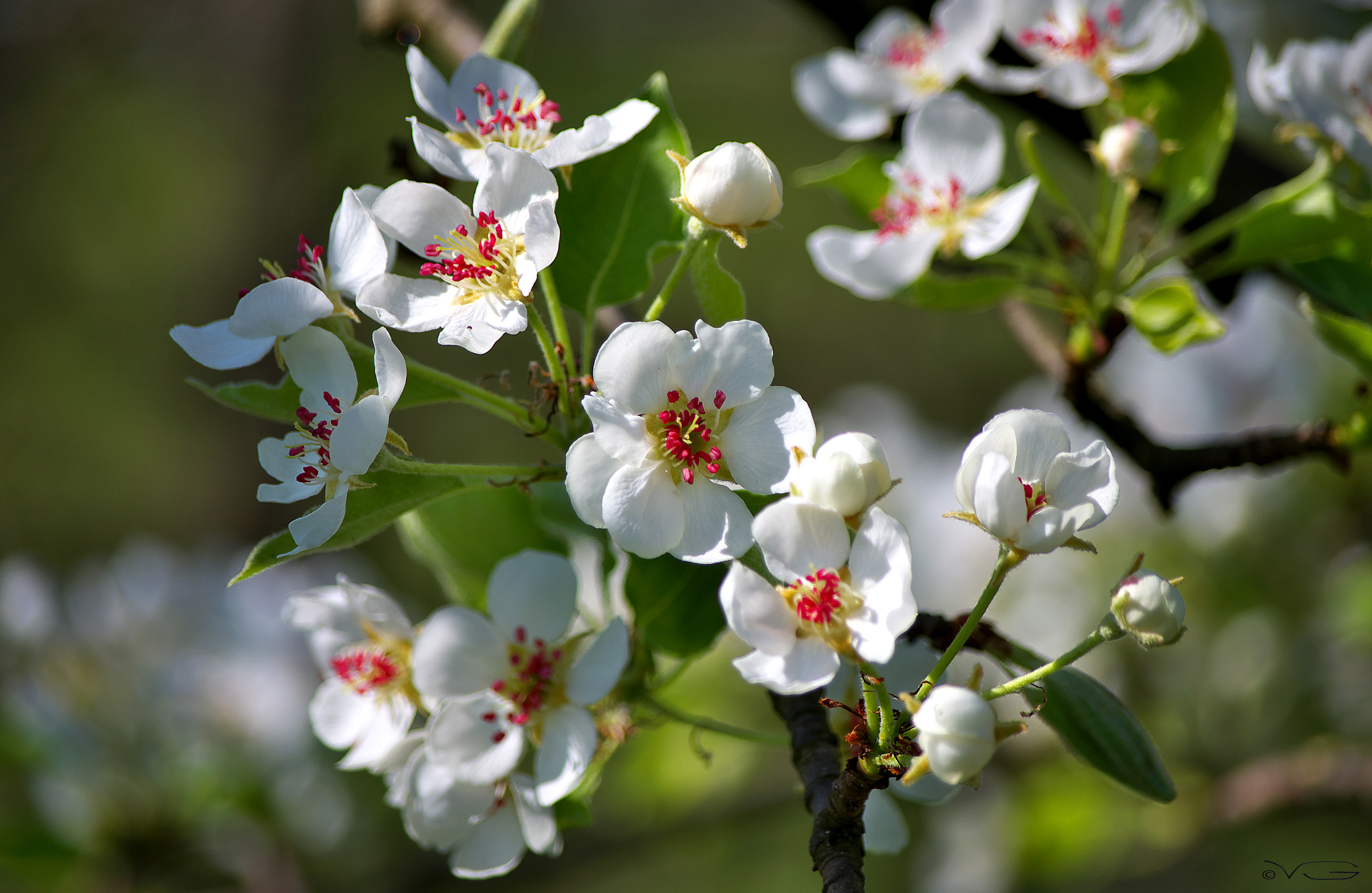 Pentax smc DA 50-200mm F4-5.6 ED WR sample photo. Spring ! photography