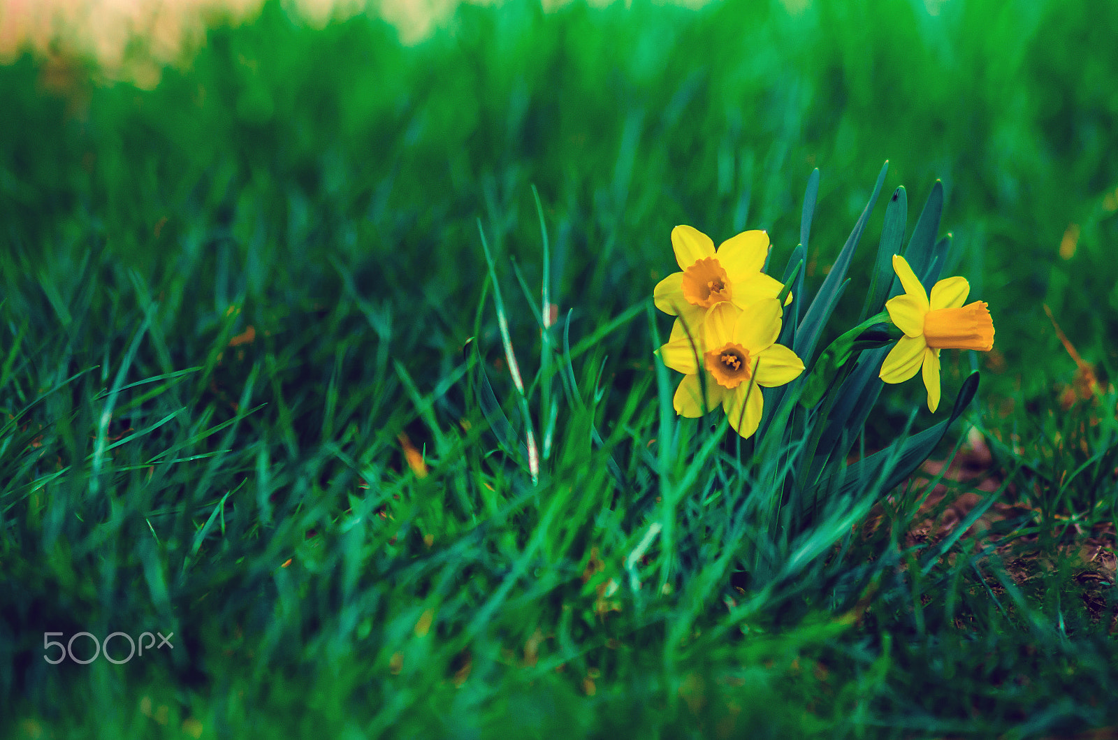 Nikon D5100 sample photo. Daffodils photography