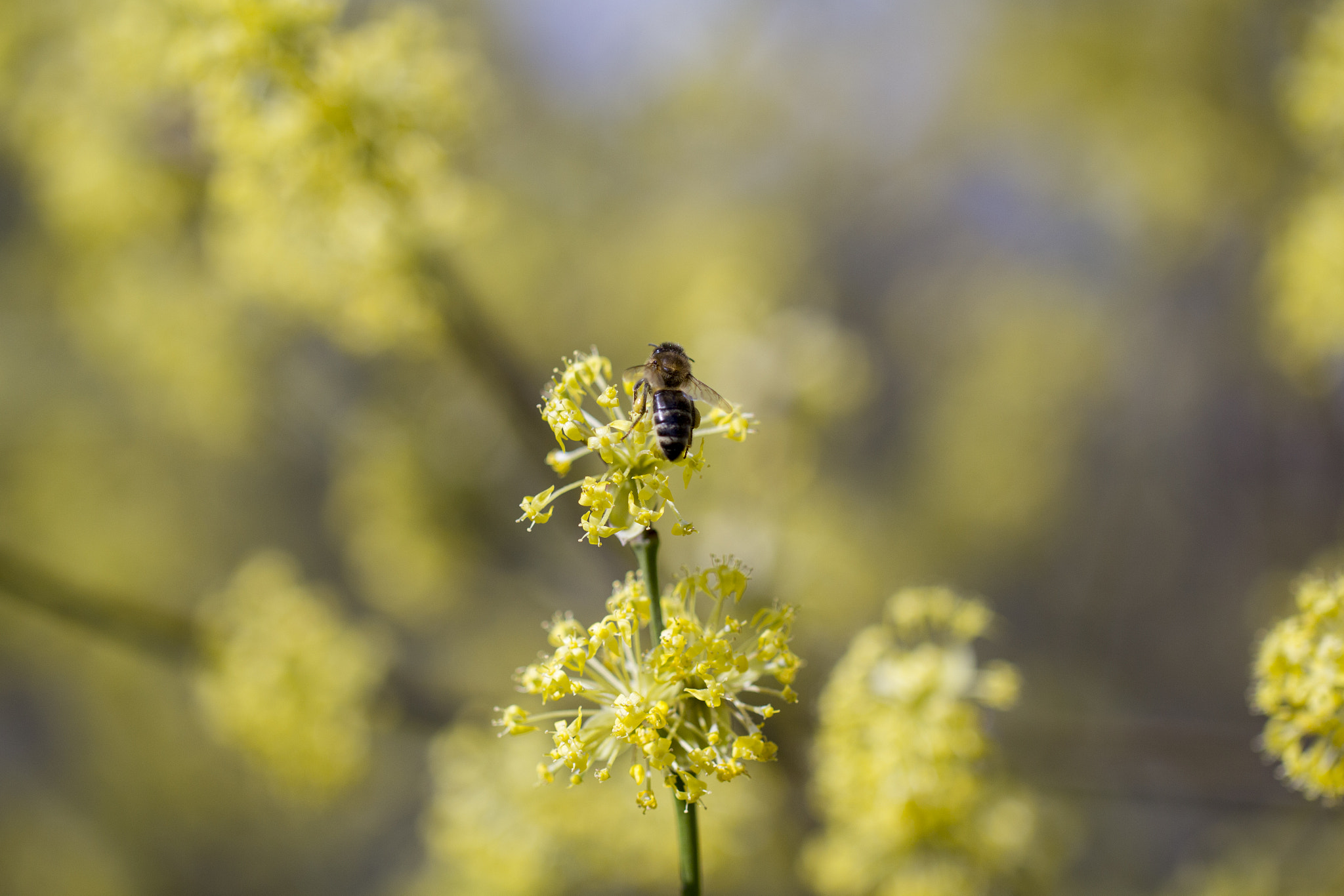 Canon EF 100mm F2.8L Macro IS USM sample photo. Buzzin photography