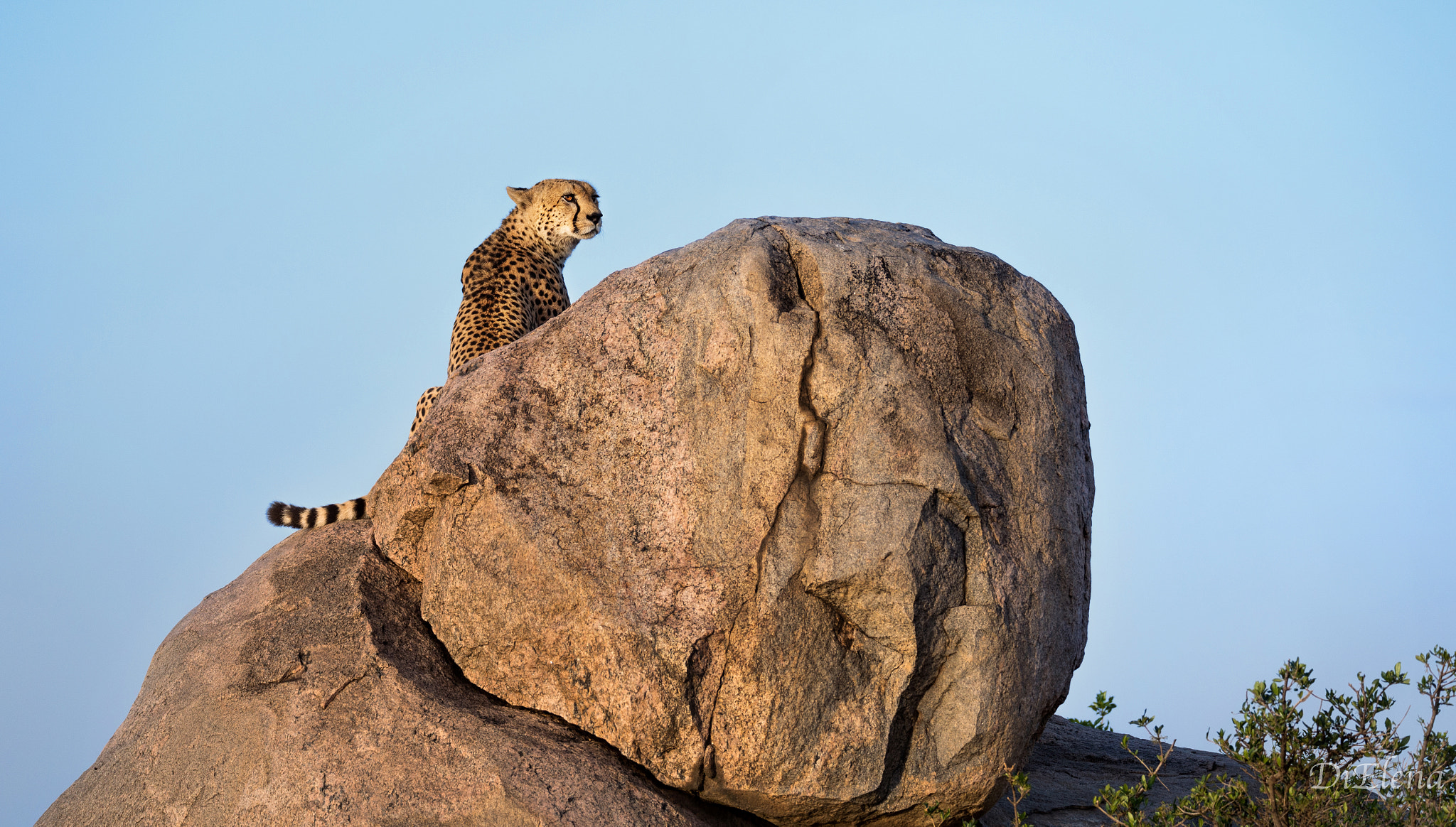 Sigma 150-600mm F5-6.3 DG OS HSM | S sample photo. Cheetah on the rock photography