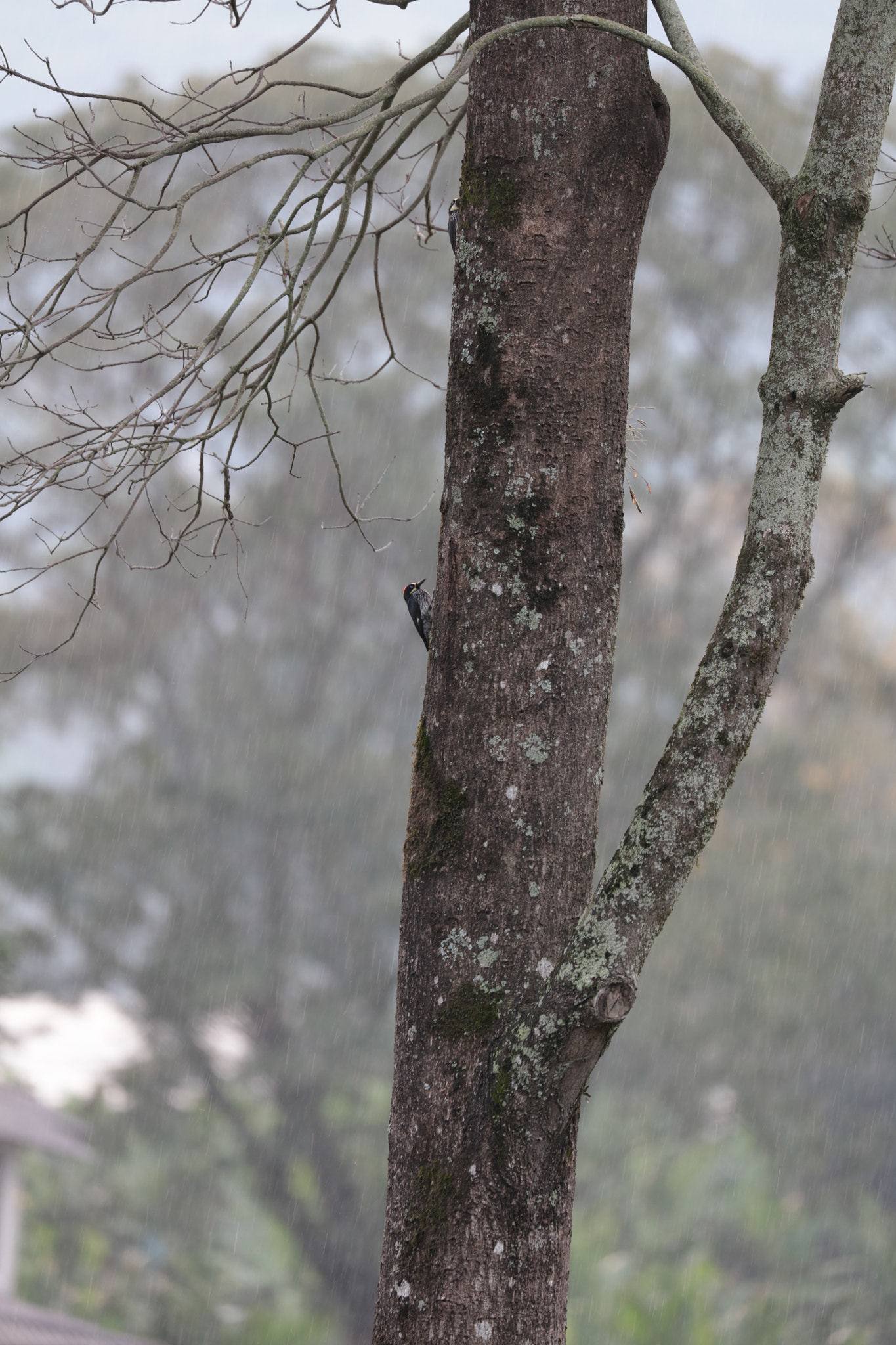 Canon EOS 5DS R + Canon EF 100-400mm F4.5-5.6L IS II USM sample photo. The rain came thick and strong, as it is only in the tropics. chinchina,colombia. photography