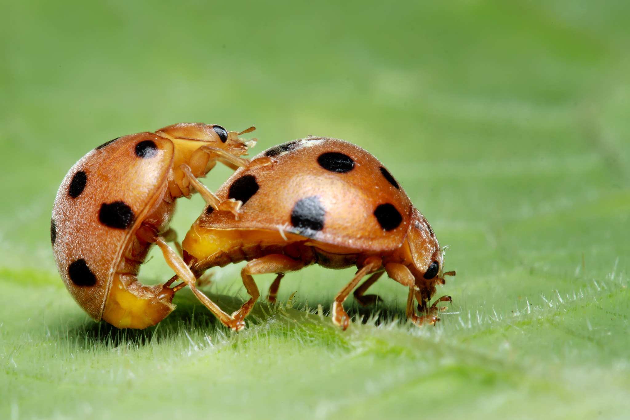 Canon EOS 7D + Canon EF 100mm F2.8 Macro USM sample photo. Ladybugs photography