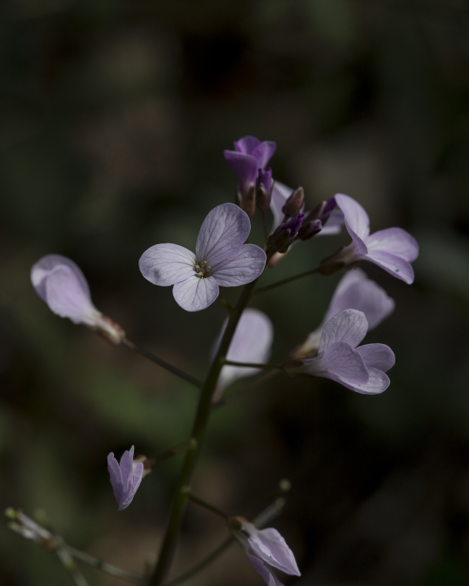 Canon EF 100mm F2.8 Macro USM sample photo. Img photography