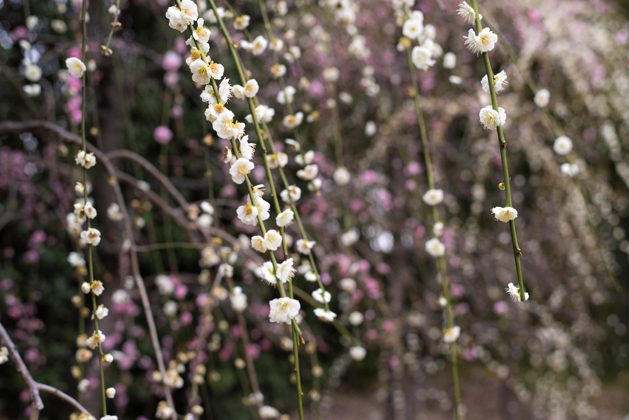 Nikon D810 + Nikon AF-S Nikkor 50mm F1.8G sample photo. Ume, pink and white photography
