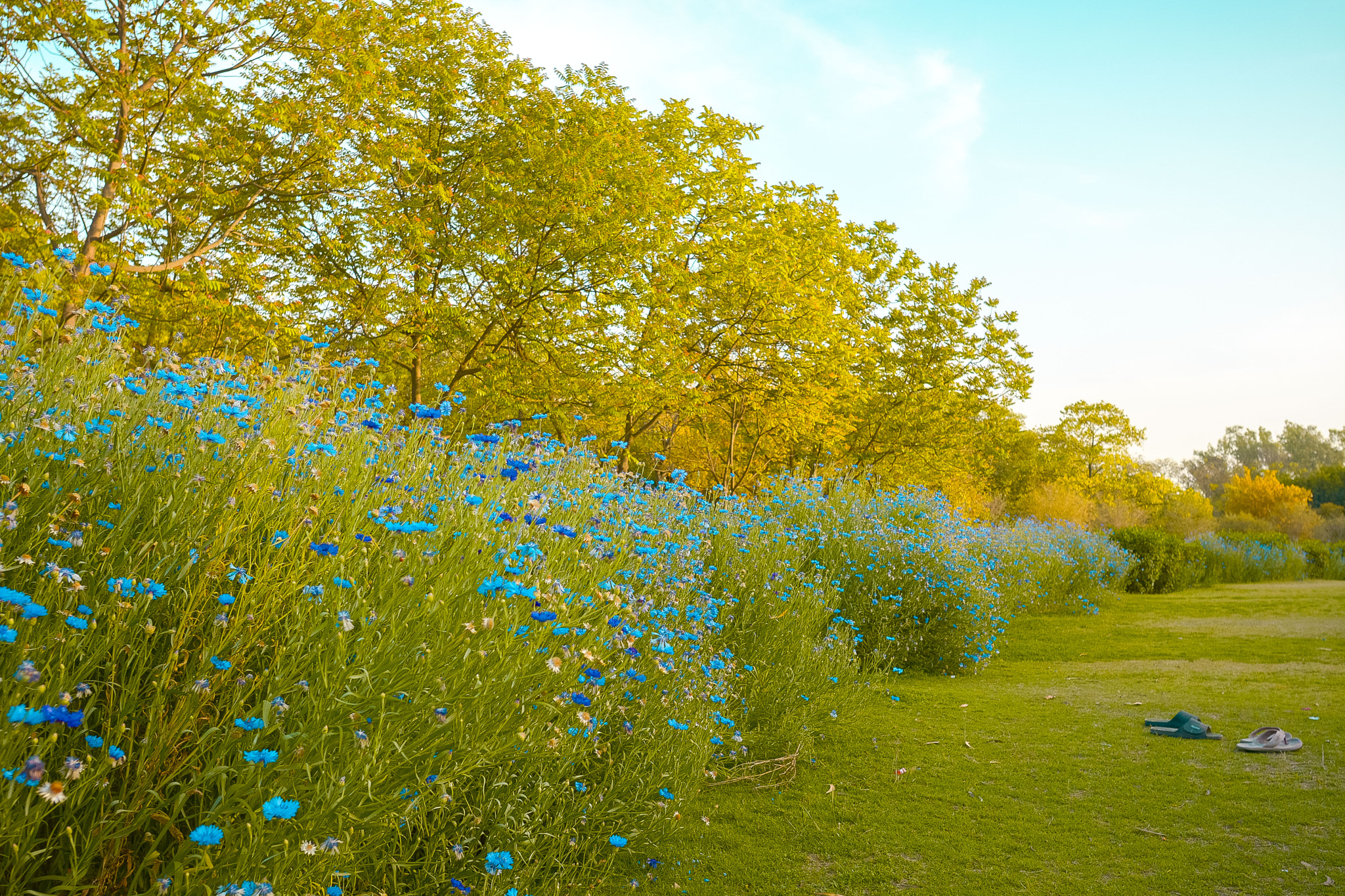 Nikon D7100 + Nikon AF-S Nikkor 20mm F1.8G ED sample photo. Autumn colors photography