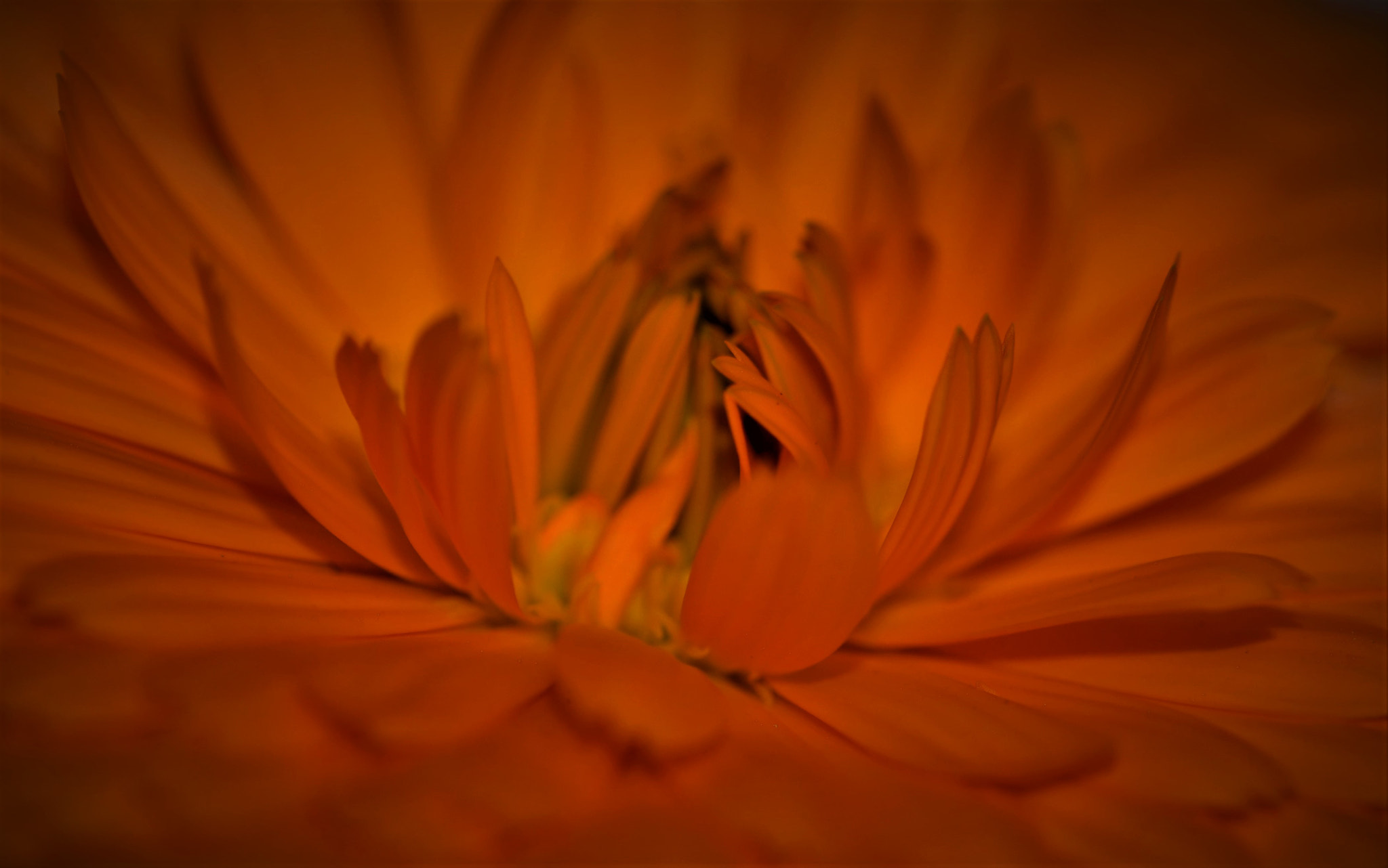 Sigma 105mm F2.8 EX DG OS HSM sample photo. Fiore photography