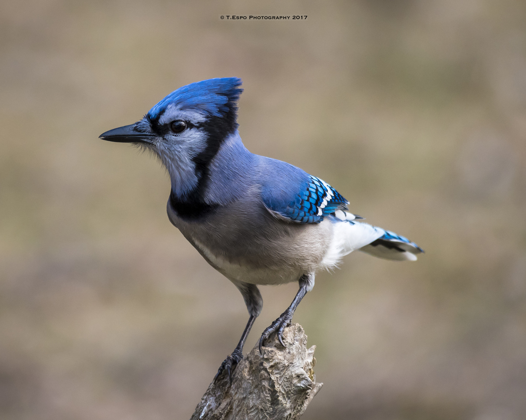 Nikon AF-S Nikkor 200-500mm F5.6E ED VR sample photo. Blue photography