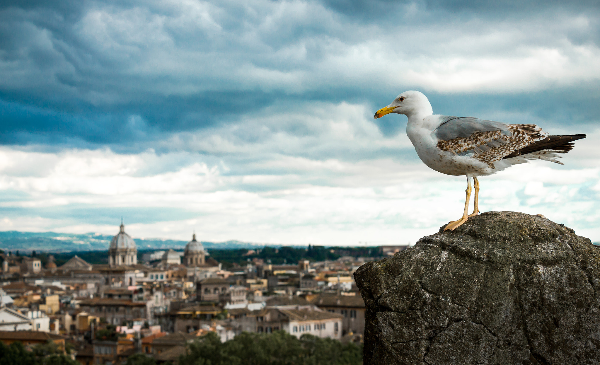 Canon EOS 550D (EOS Rebel T2i / EOS Kiss X4) sample photo. A seagull am i without a land photography