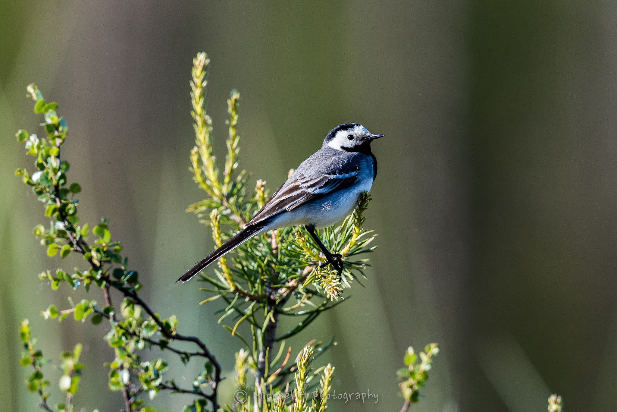 Nikon AF-S Nikkor 500mm F4G ED VR sample photo. Bird photography