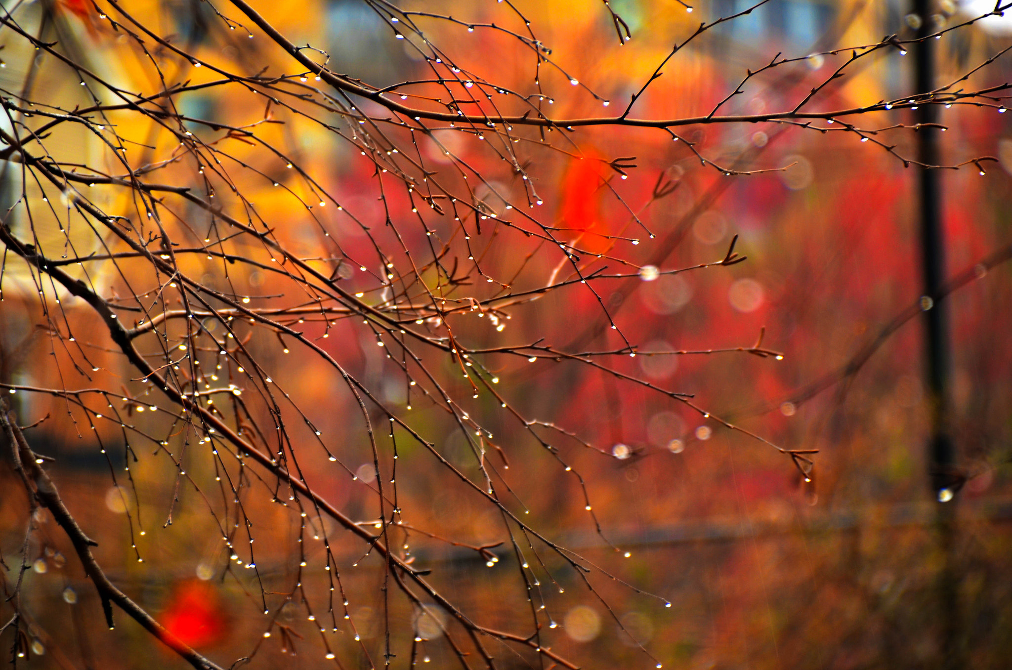 Sigma 18-250mm F3.5-6.3 DC Macro OS HSM sample photo. Rain and colors ! photography