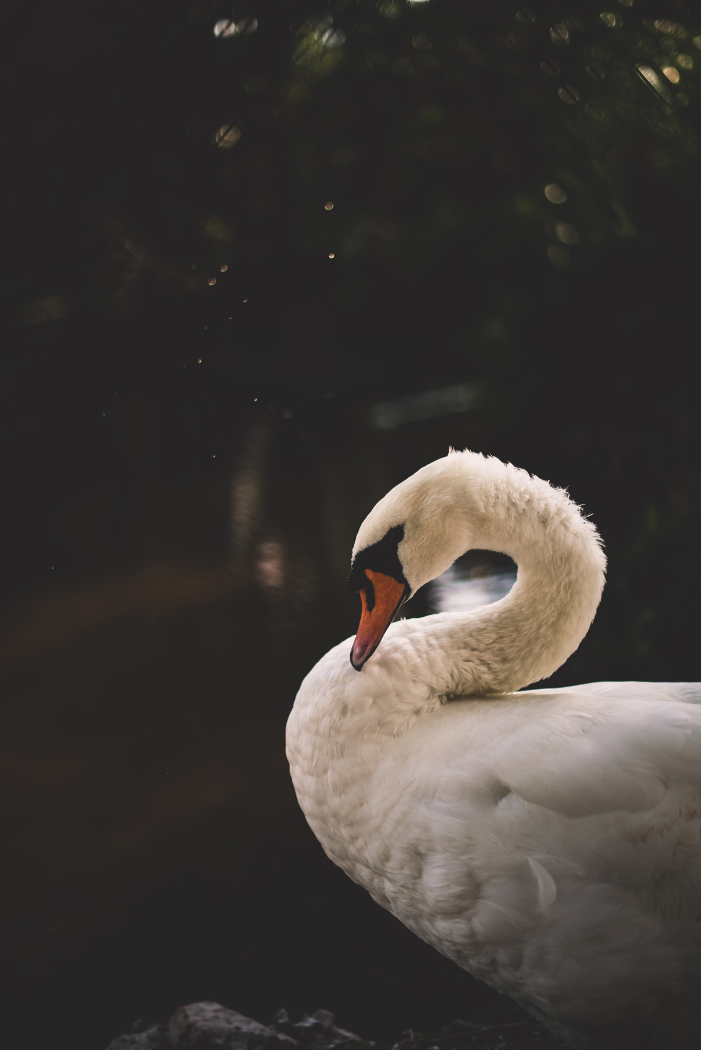 Nikon D800 + Nikon AF-S Nikkor 50mm F1.4G sample photo. Graceful swan photography