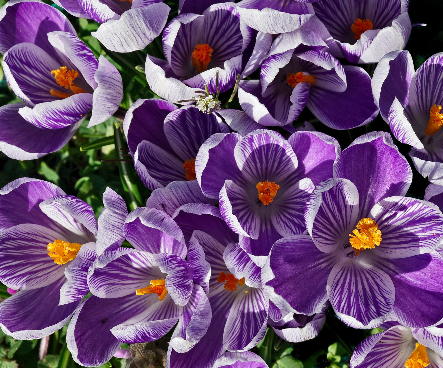 100mm F2.8 SSM sample photo. Crocus mob photography